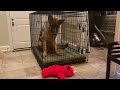 Tickle Me Elmo German Shepard 1
