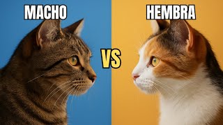 ¿Gato o Gata? La Respuesta que Transformará tu Hogar - Te Sorprenderá 😱