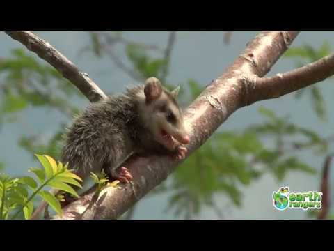 Funny Talking Animals  the Call of the Wild   Vol  2