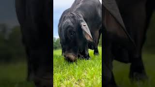 Download lagu suara sapi makan rumput #shorts #cow #viral #trending #youtube mp3 Download lagu suara sapi makan rumput #shorts #cow #viral #trending #youtube mp3