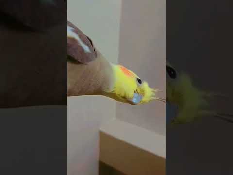 Male Cockatiel Sounds