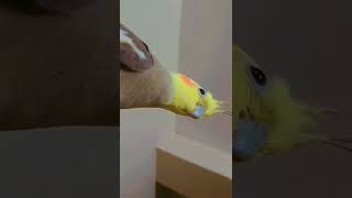 Download lagu Suara Burung Kakatua Jantan mp3