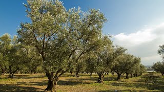 Download lagu manzanillo tree by Coastline palms1 mp3