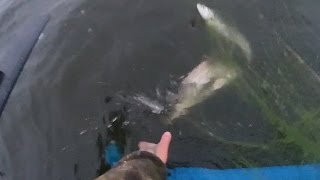 Ссылка