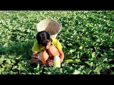 Beautiful girl Pick cucumber in her field near mountains-Eating delicious cucumber Fruit