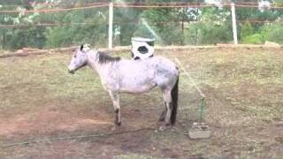 Appaloosa and the spinkler