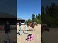 Poney de sport performant 9 ans 1m46