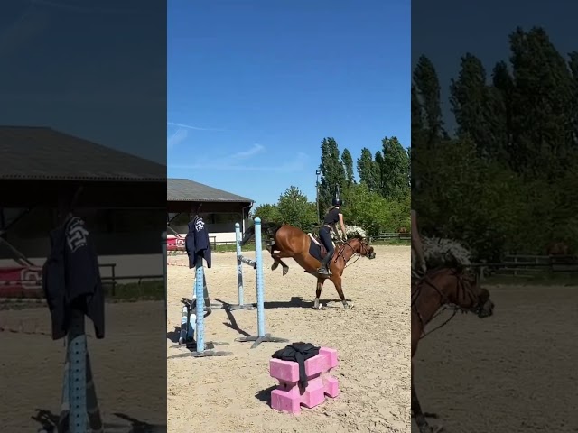 Poney de sport performant 9 ans 1m46