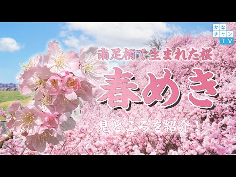 【南足柄市】早咲きの桜「春めき」