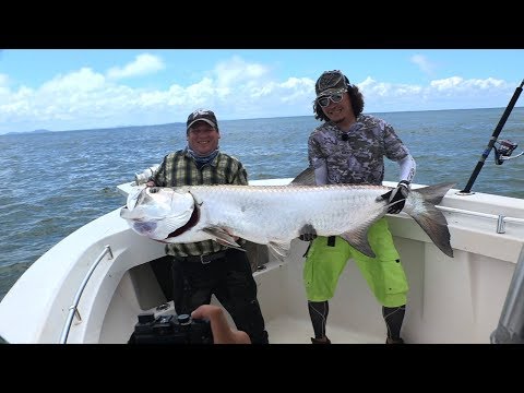 #246 Tarpon sparkling in the sunlight of French Guiana - Fishing for ancient fish in the setting ...