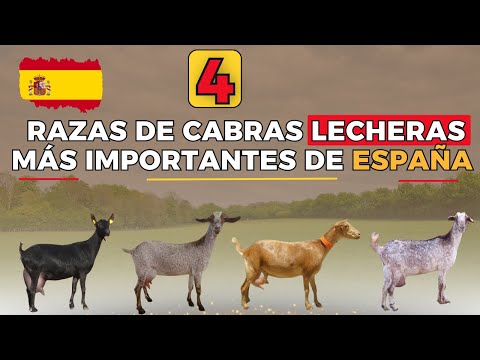 , title : 'Las 4 mejores razas de cabras lecheras más importantes de España.'