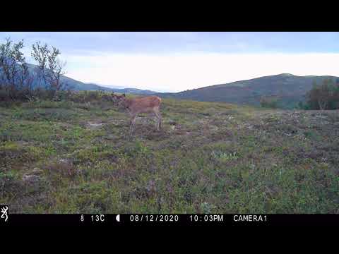 Dyretråkk på Dovrefjell