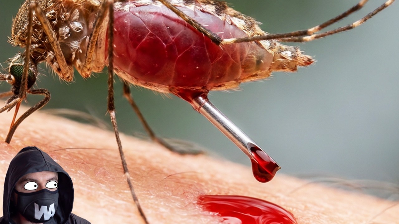 Hacerle Un Agujero Al Mosquito En El Abdomen Para Que No Se Sature