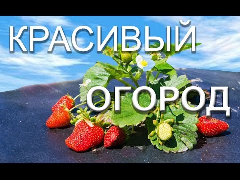 СПАНБОНД ЧЕРНЫЙ. АГРОСПАН. Грядки для клубники.