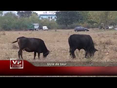 Ucis de taur