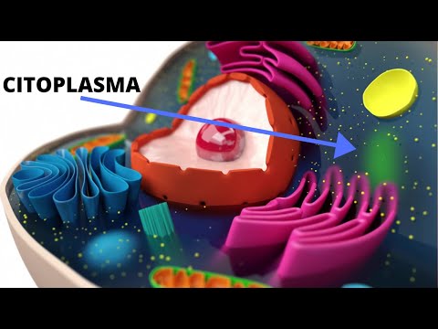 What is the cytoplasm and what are its functions?
