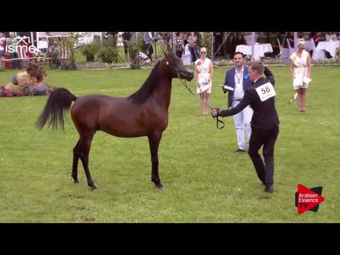 N.58 MARWADEE DEL MAR - Ströhen 2017 C-Show - 2 Years Old Colts (Class 7)