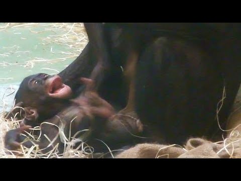 Bonabo Baby laughing  Kleiner Bonobo wird abgekitzelt    Cute Animals