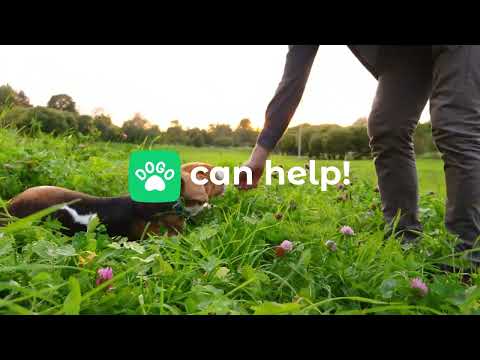 Dogo — Puppy and Dog Training Video