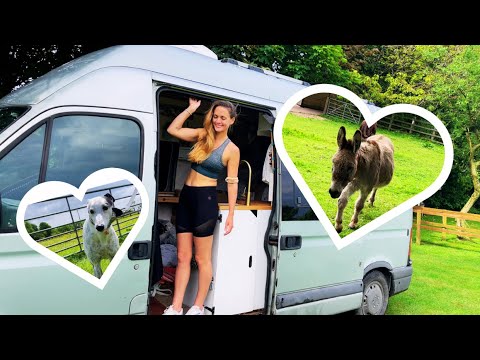 Healing with animals at The Donkey Sanctuary ( back in the van in Devon)