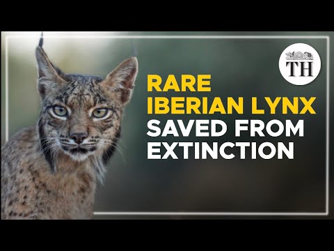 How the rare Iberian lynx was saved from extinction