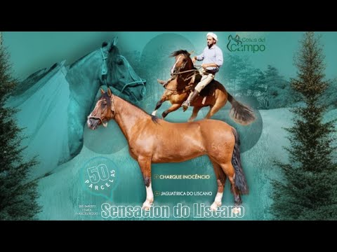 Cavalo Crioulo I Sensacion do Liscano 