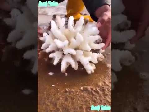 Мужизалар