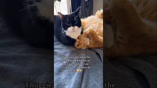 #cat #cute #catvideo #cutecat #funnyvideo #funny #pets