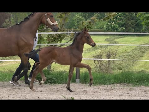 *2020 Hengst von Despacito - Werthers Wels