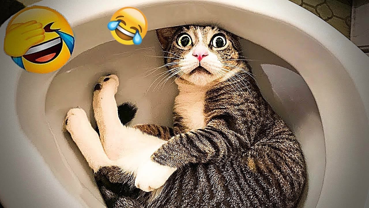 BEST Pets of the DECADE!😿🐶 | Funniest Videos 2024😜