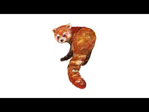 Red Panda Sound