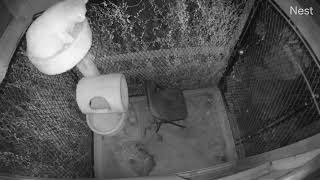 One lucky cat: Why cats need their claws.