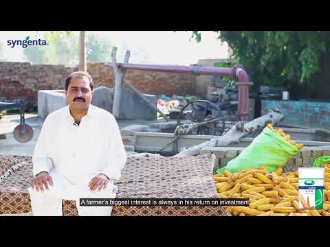 Syngenta Seeds Pakistan [S 7720] - Grower Testimonial (Amir Hayat)