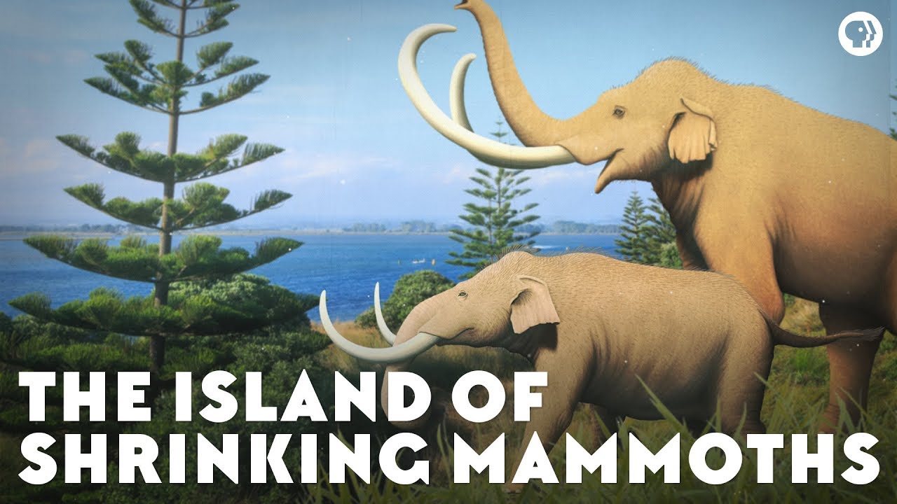 The Island of Shrinking Mammoths