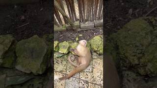 🇨🇴 Travelogue- pamper me  #colombia #cartagena #monkey #animal #cute #friendly