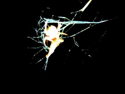 MVI_8946.MOV Spider with kill Chik Yelchetti 011011