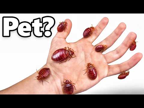 I Got Pet Bed Bugs (and fed them...)
