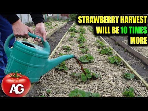 Strawberries will be 10 times more if fed with this in the spring