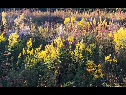 Tom Stuart Smith talks about his own garden trailer