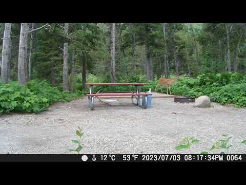 I set up a game camera to see what was going on in my site when I wasn't there. A deer strolled through. At this point I'd had to pack up my tent due to grizzly activity but you can see how big the site is. Right behind the picnic table is where the very short path is to the river.