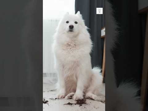 Cutest Dogs Ever: Meet the Top 10!