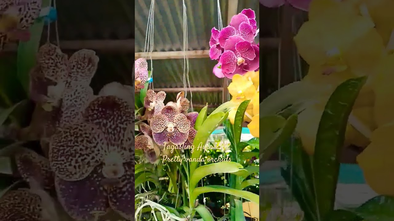 Kinds of Vanda Orchids #flower #bulaklak #shorts