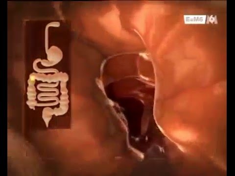 parcours d une bouchee de brocolis dans notre tube digestif