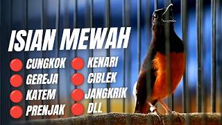 Download lagu MURAI BATU GACOR FULL ISIAN TEMBAKAN MEWAH SANGAT AMPUH MELATIH MURAI BATU EMOSI BONGKAR ISIAN mp3 Download lagu MURAI BATU GACOR FULL ISIAN TEMBAKAN MEWAH SANGAT AMPUH MELATIH MURAI BATU EMOSI BONGKAR ISIAN mp3
