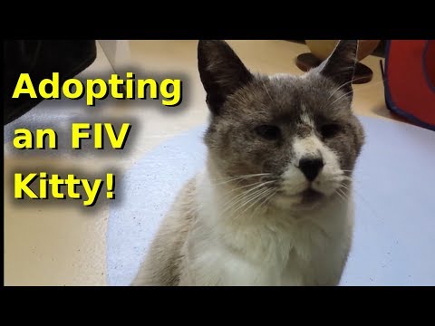 YouTube video about: Should I adopt a fiv positive cat?