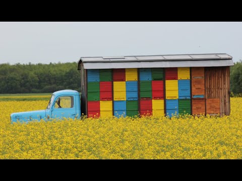 Сколько меда дает 1 га рапса