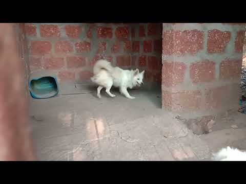 #Pomeranian# catching it's tail #funny dog #