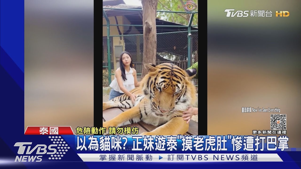以為玩貓？正妹遊泰「揉老虎肚」秒遭打巴掌　專家說話了