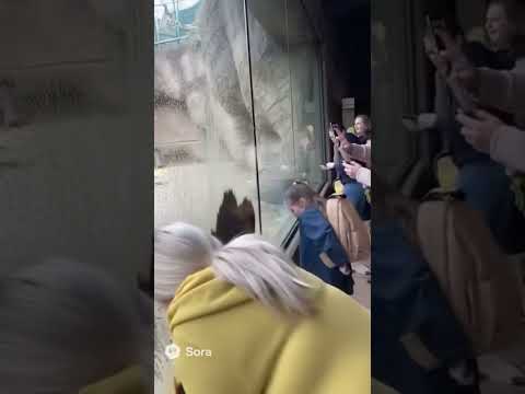 Funny Gorilla Poops at Zoo #funny #funnyvideo #funnyanimals