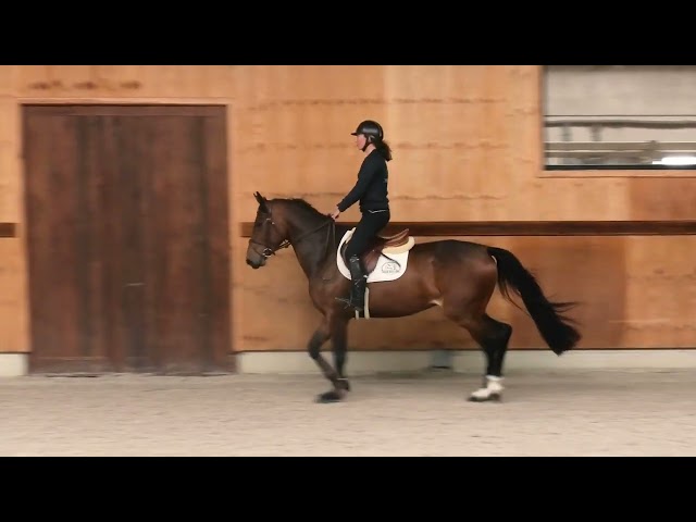 Under the saddle